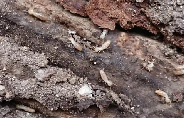 【大和市・築30年】浴室入り口の羽アリ発生に伴うヤマトシロアリ駆除と土台補強工事