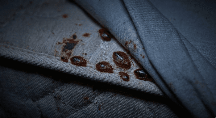 トコジラミ（南京虫）