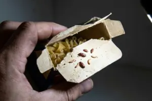 タバコシバンムシ