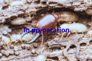 シコクオオシロアリ