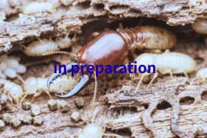 シコクオオシロアリ