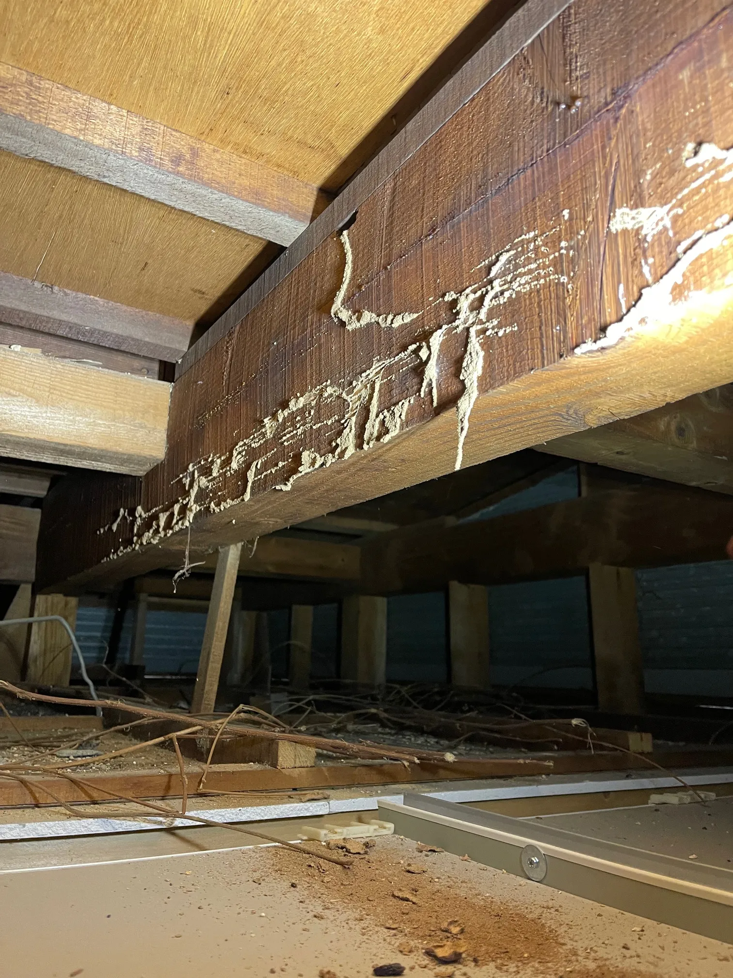 【土佐市】2階の天井から羽アリが？雨漏りが引き金となった天井裏のヤマトシロアリ被害と蟻道の発見