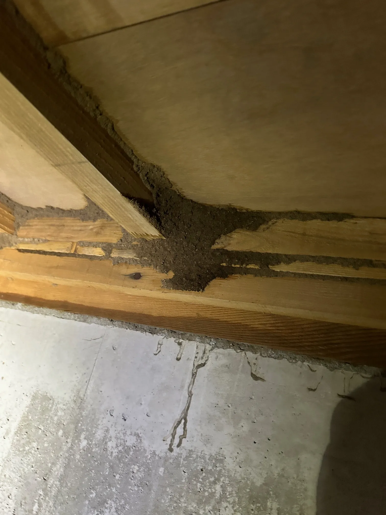 【高知市】貸家で羽蟻が群飛！床下の巨大な「こんもり蟻道」と壁面の漏水が招いたヤマトシロアリ被害