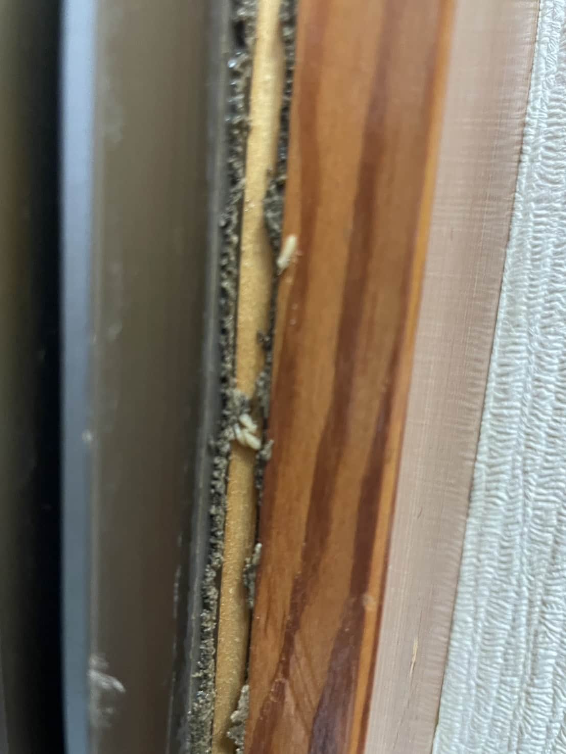 東京都稲城市｜浴室木枠のガムテープ裏に潜む「生きた蟻道」。大量の羽アリが暴いた水回りの危機と、徹底した穿孔注入による防除記録