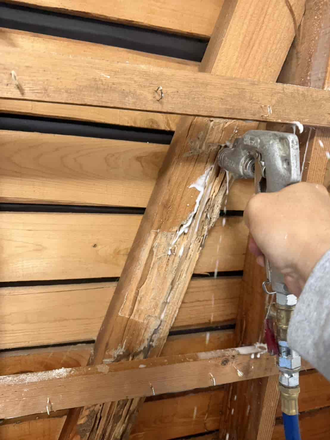 和歌山県岩出市｜最強種「イエシロアリ」との死闘。壁内分巣を暴く『壁撤去・直接制圧』と、雨漏り起因の湿潤環境を断つ徹底防除録