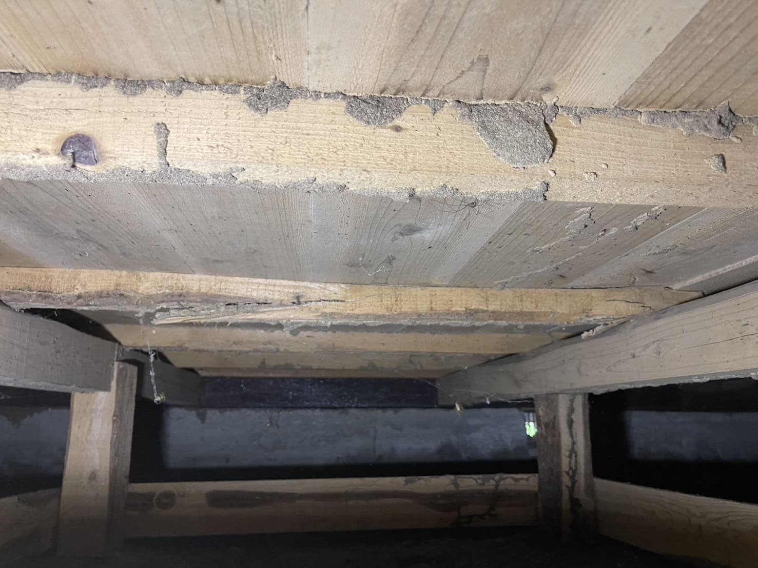 群馬県高崎市｜壁からの鳴き声が暴いた「二重の危機」。アライグマ捕獲と同時に発覚したシロアリ蟻道への即日穿孔注入・完全防除録