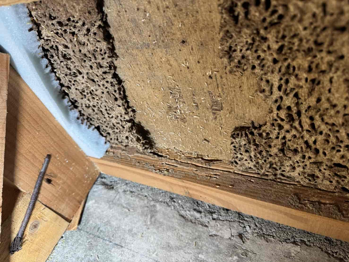 山口県宇部市｜壁内に潜むイエシロアリの要塞を撤去。「カビ×食害」の連鎖を断つ緊急開口工事と、床下換気扇による環境再生録