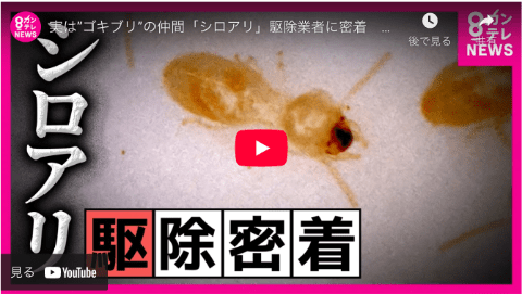 【カンテレNEWSで特集】シロアリ被害の現場に密着！「株式会社アビリティ」の駆除活動が「newsランナー」にて放映されました