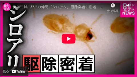 【カンテレNEWSで特集】シロアリ被害の現場に密着！「株式会社アビリティ」の駆除活動が「newsランナー」にて放映されました